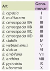 Mukoviszidose Gattungen Burkholderia cepacia