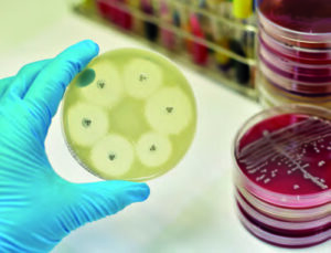 Staphylococcus aureus Bakterien Antibiotika
