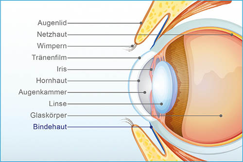 Querschnitt des Auges