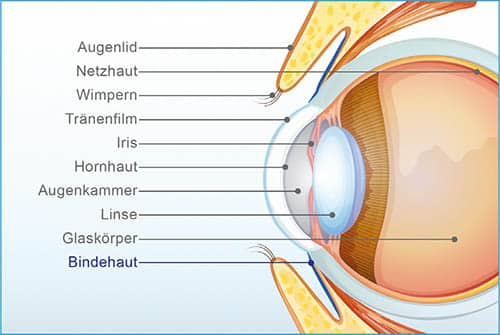 Querschnitt des Auges