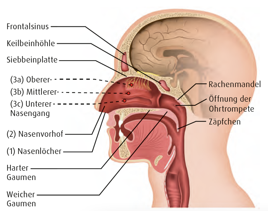 Rhinitis Struktur Funktion Nase