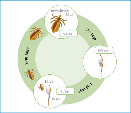 Lebenszyklus Kopfläuse