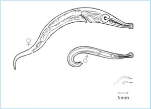Vergrößerte Madenwürmer männlich weiblich
