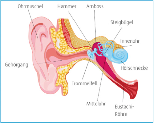Ohrenentzündung Aufbau des Ohres