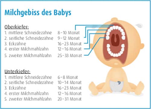 Zahnung Milchgebiss des Babys