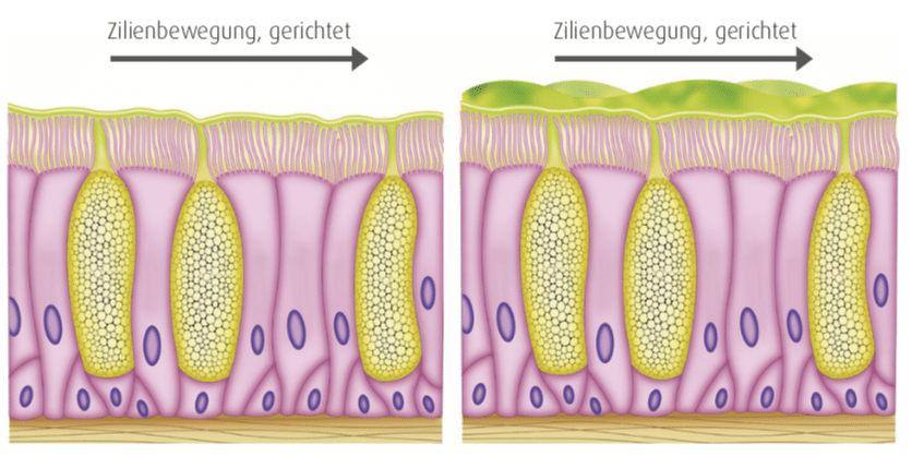 Zilienbewegung bei Husten